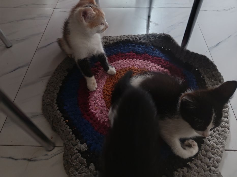 Отдам котят крысоловаф