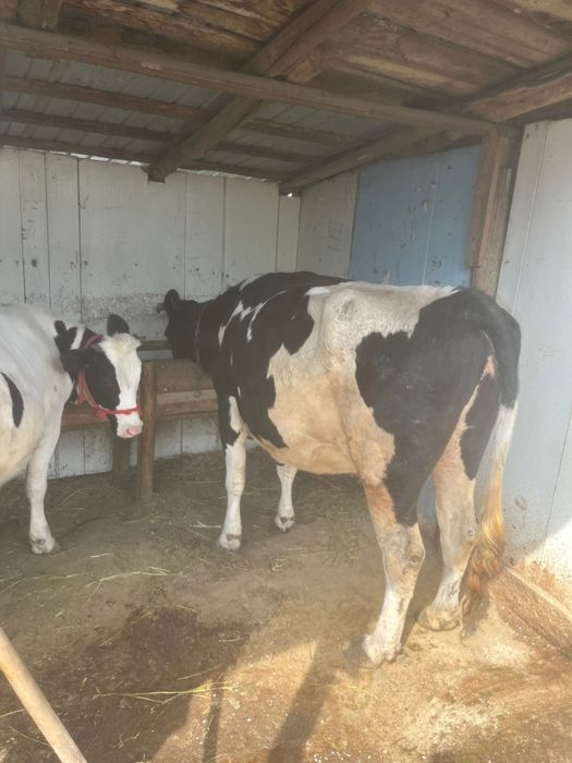 Vând vaca.    .         .