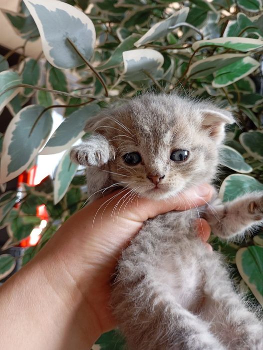 Tozza zotli Mushuklar