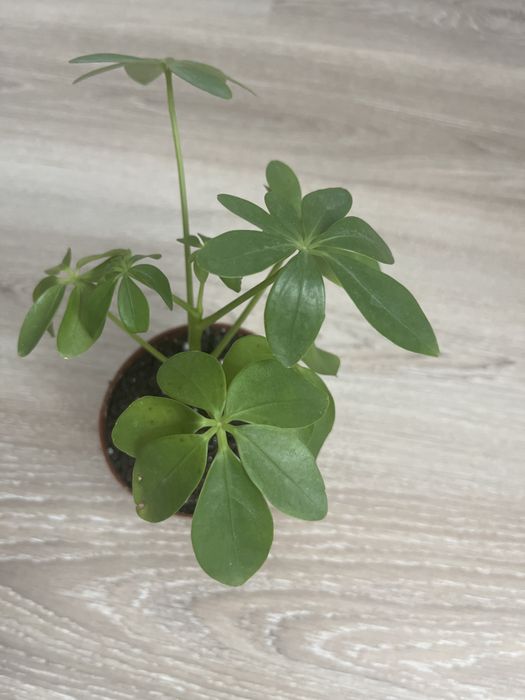 Комнатные оастения