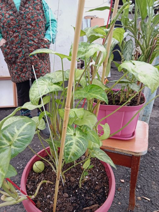 Цветы домашние  красивые