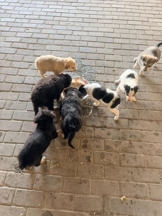 Продаю  сдаю хорошие шенки