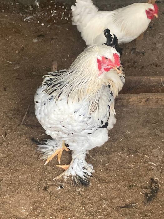 Xoʻroz sotiladi 1,5 yoshli