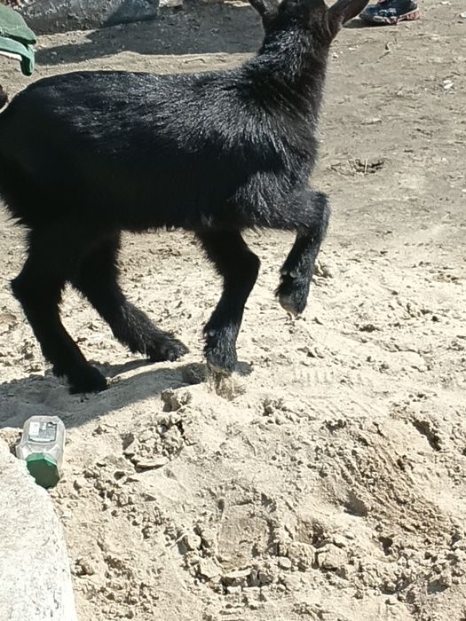 Парода альпийски