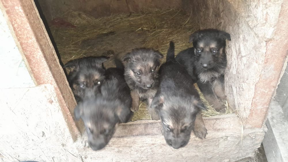 Щенки Немецкой Овчарки