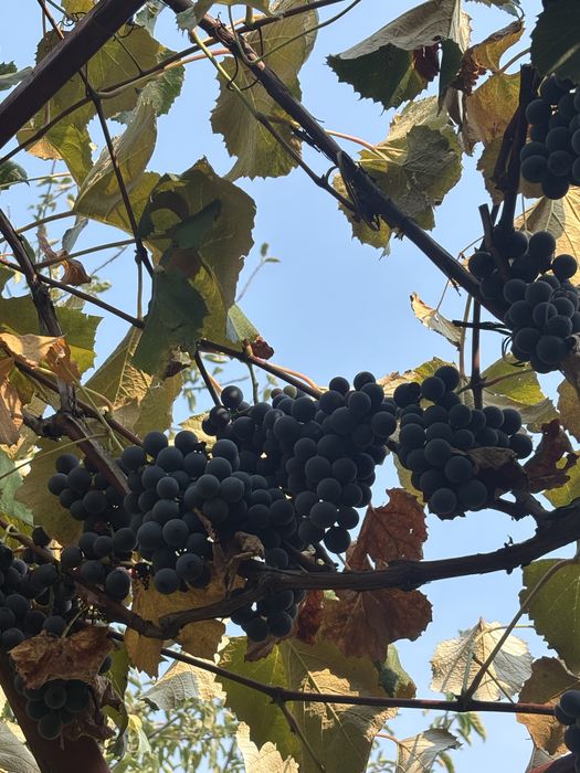 Vând struguri pentru vin