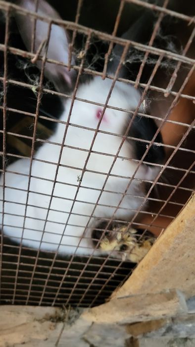 Кролики калифорния