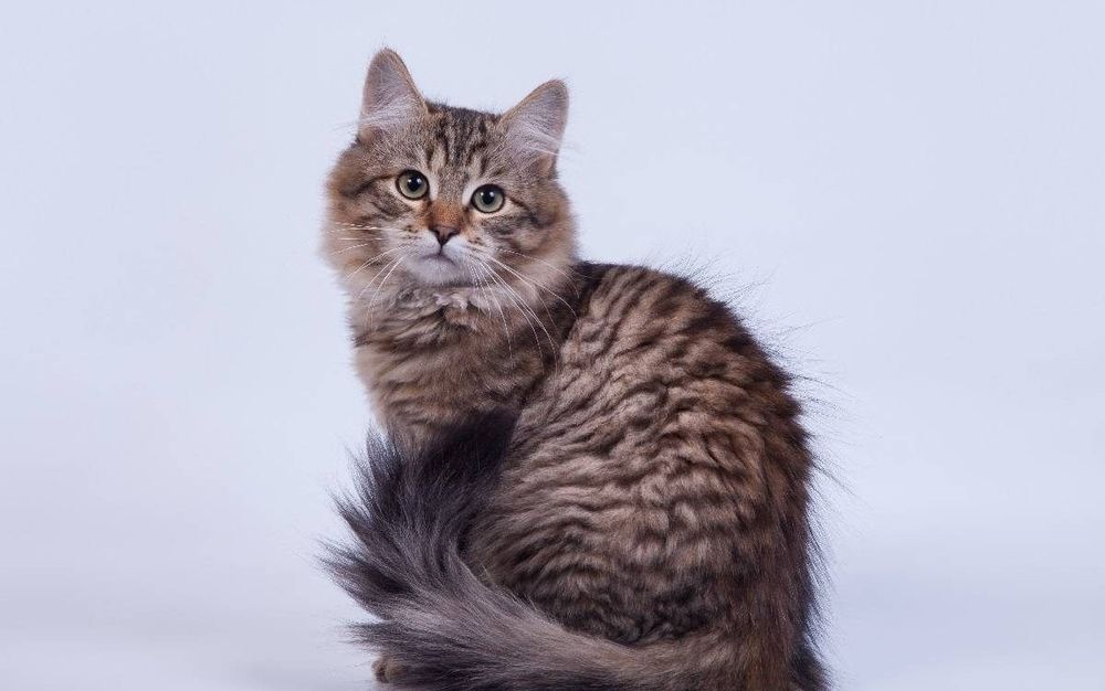 Отдам в добрые руки