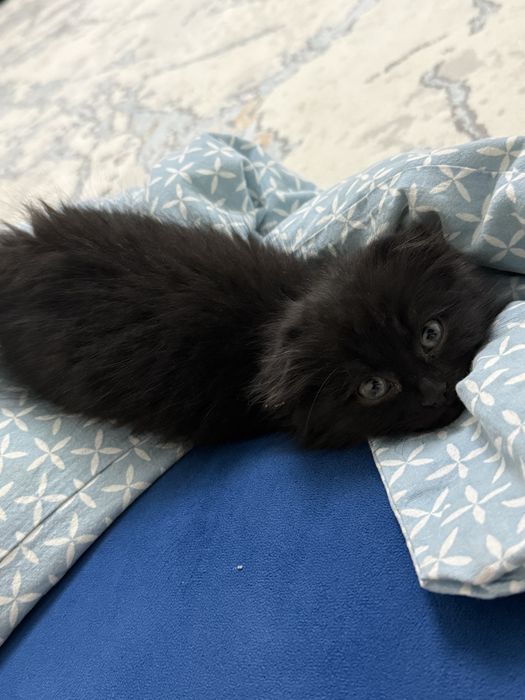 Снежок отдам даром