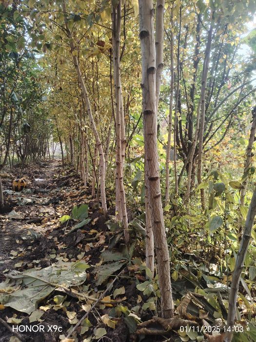 Берёза дарахтлари сотилади.