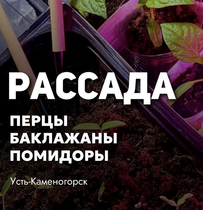 Рассада: перцы, баклажаны, помидоры