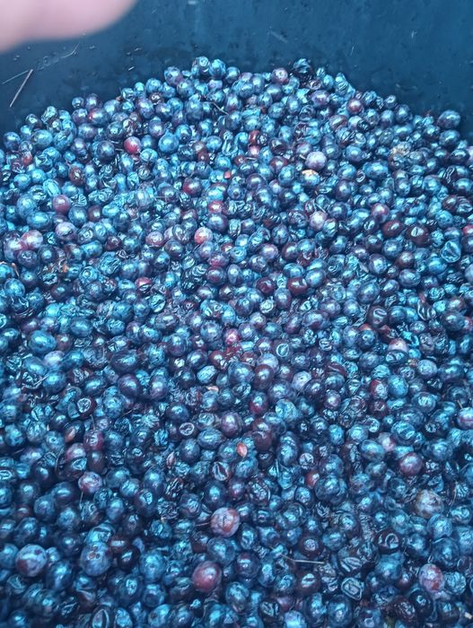 Prune de vanzare