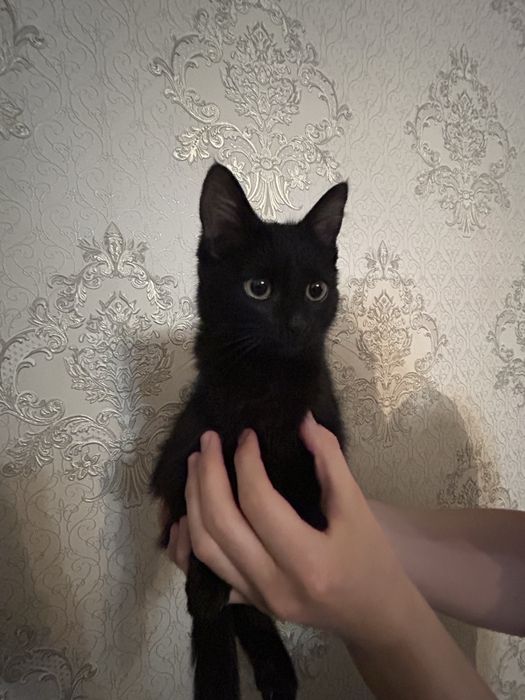 Котенок в добрые руки, 3 мес, девочка