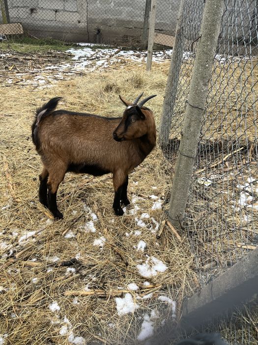 Vand dua iedute se vsnd amundoua