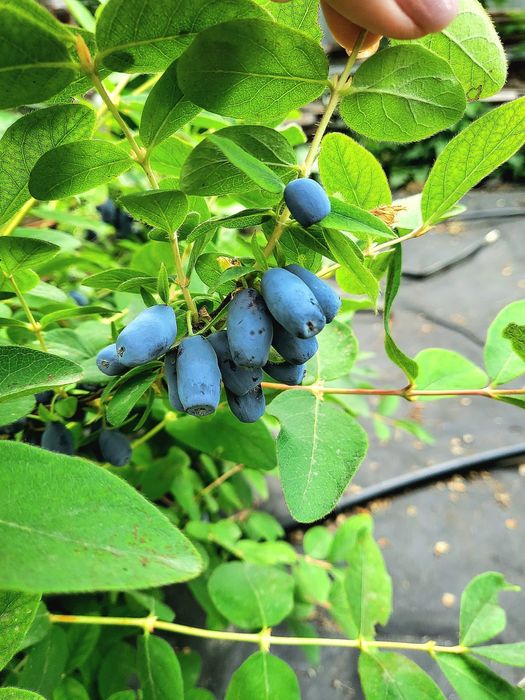 Продам Жимолость