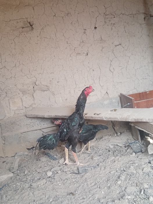 Кораз сатылады.шоже