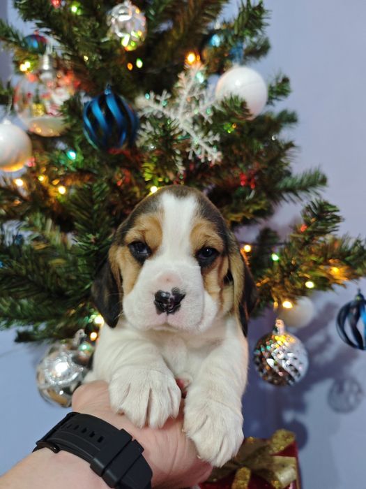 Pui beagle tricolor
