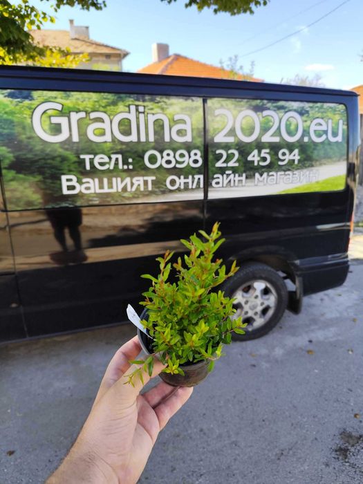 Нар фиданки  - Punika granatum  Студоустойчив и Самоопрашващ