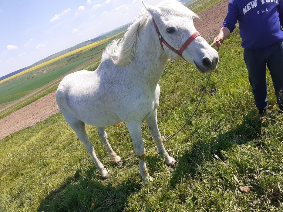 Vanď Cal este foarte bune