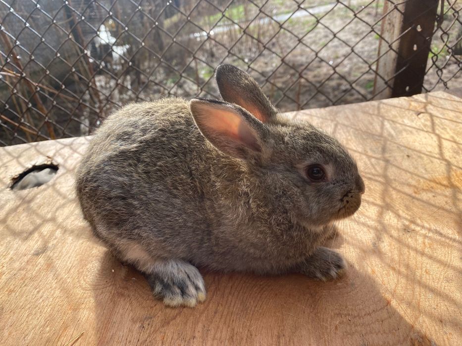 Зайци, породисти и кръстоска