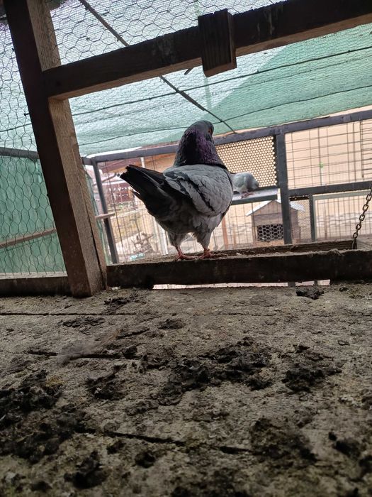 Vând kingi 1 pereche maturi și 2 perechi pui 2025