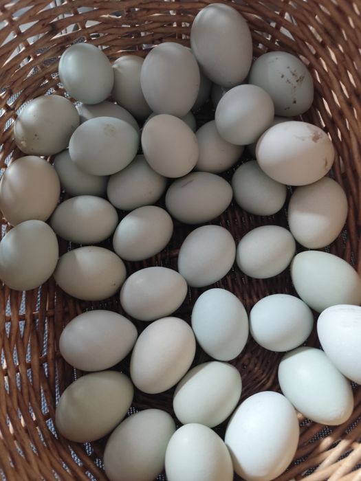 Ouă de incubație Auracana