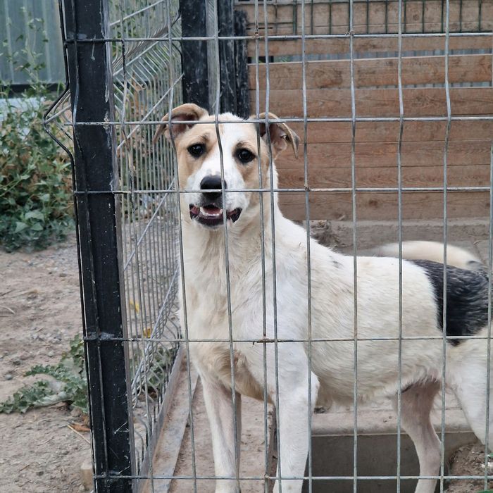 Собаки из приюта Хвостатый Рай