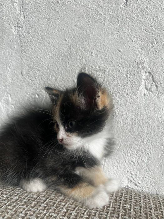 отдам котят в хорошие руки