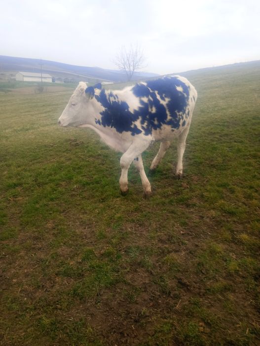 Vitea holten 10 luni