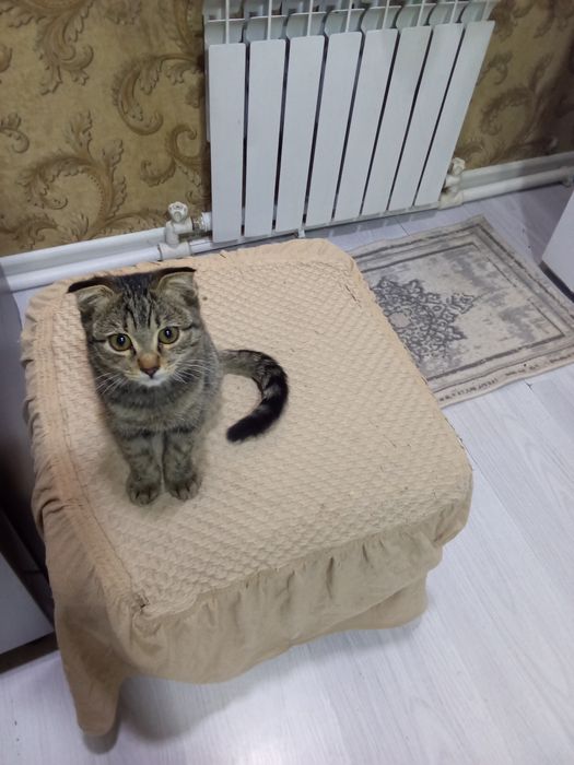 Отдам даром котенка