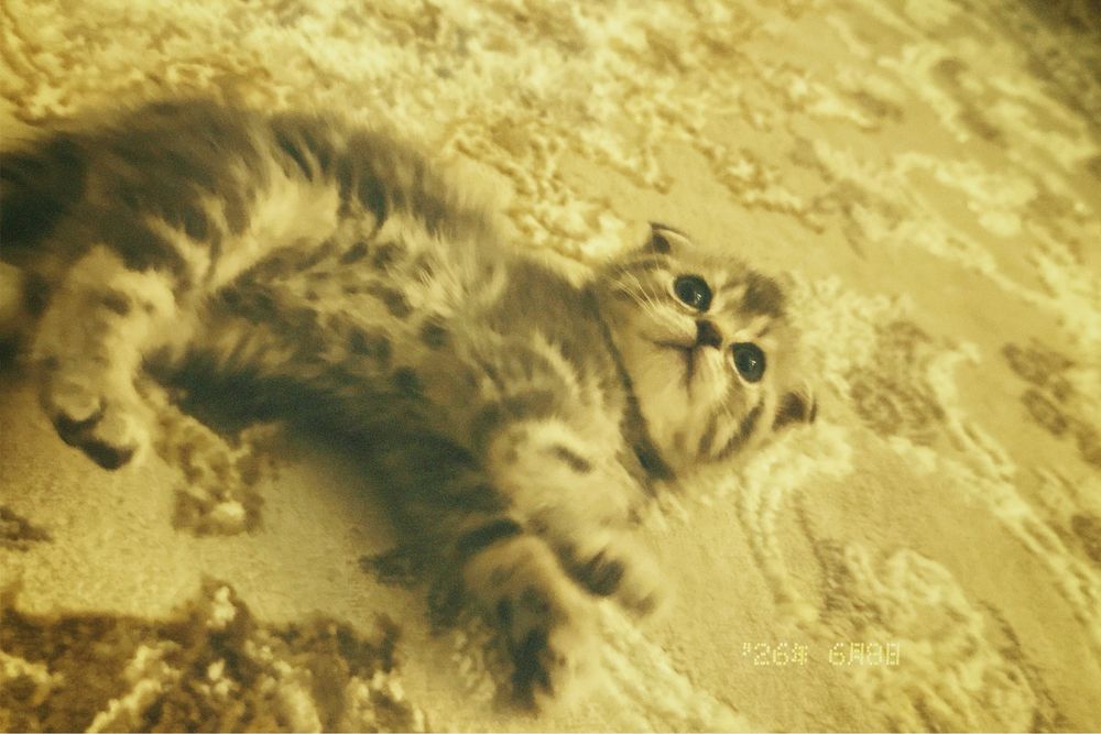 Британский котёнок в добрые руки