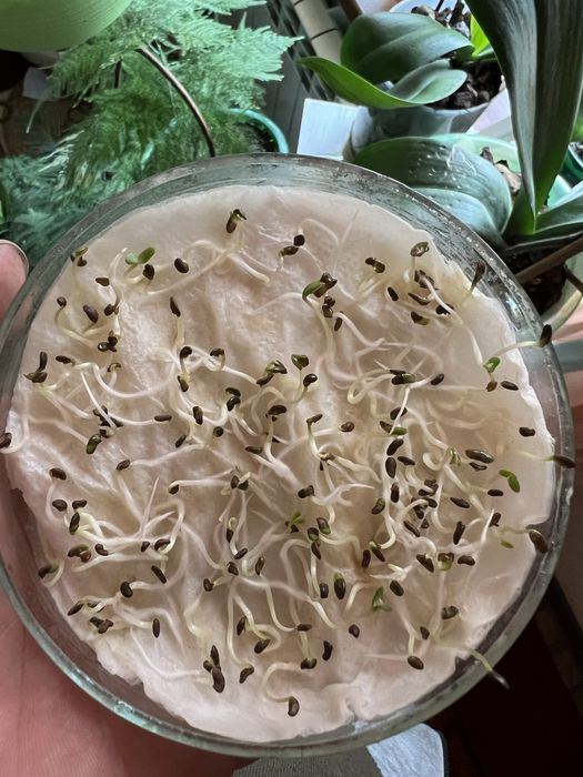 Жонышка тукым люцерна семена