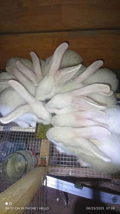 Quyon,кролик,hikol quyonlari