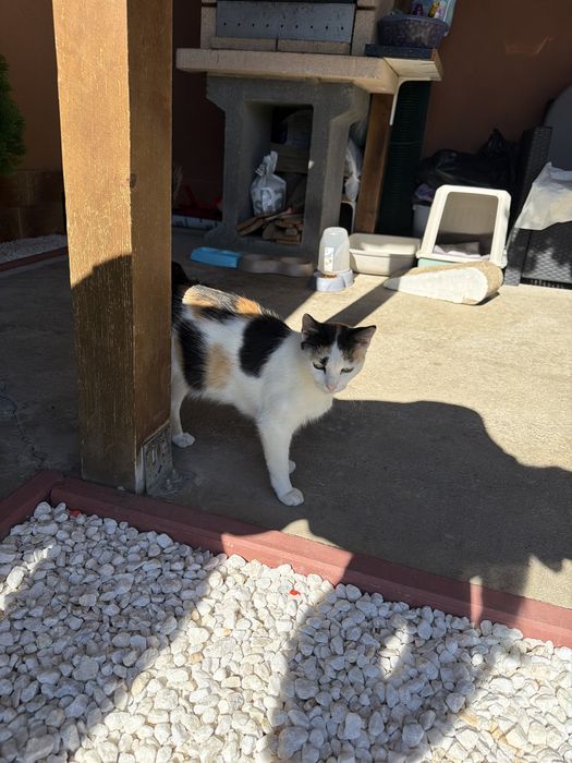 Donez pisici mici si jucausi