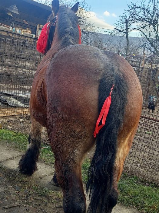 Vând iapă murgă de 7 ani