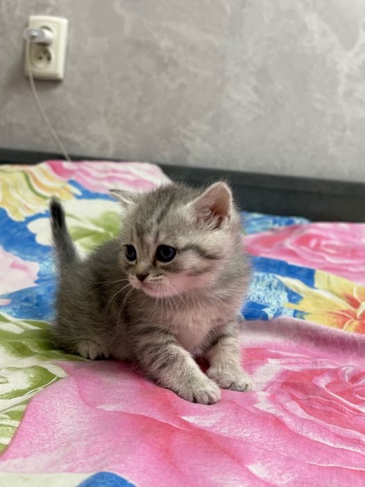 Продаются котята британцы