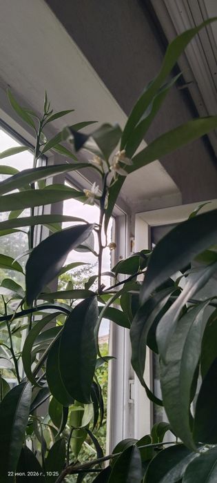 Кумкват продам вкусное