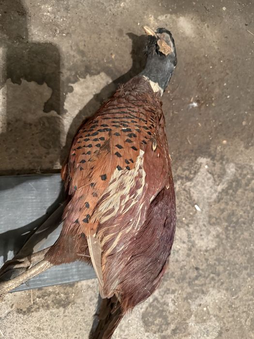 Продавам препариран фазан