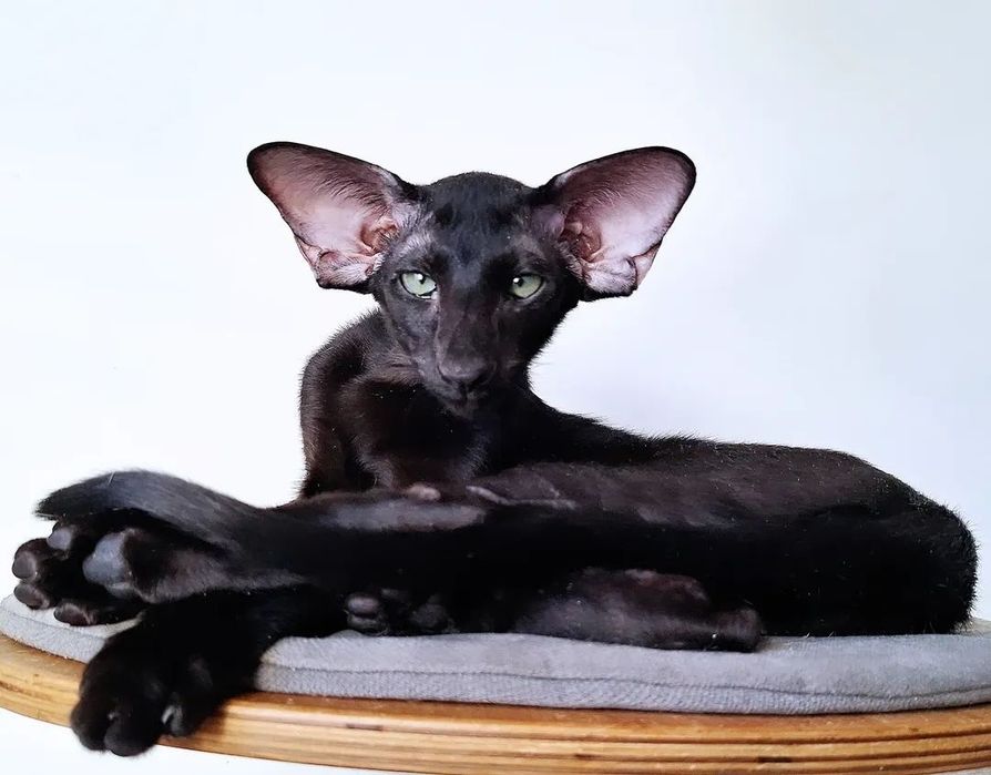 Ориентальный котёнок