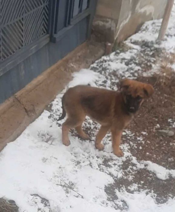 Отдадим щенков в хорошие руки