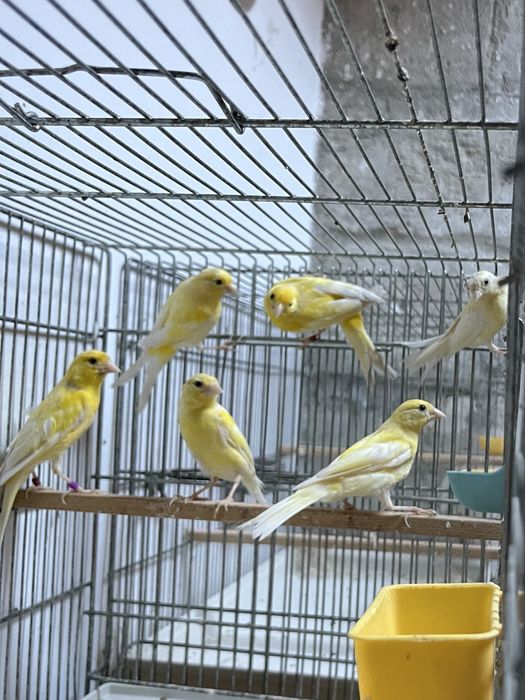 Canari Razza Spaniol
