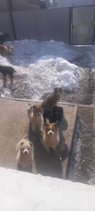 Отдам щенков 4 месяца