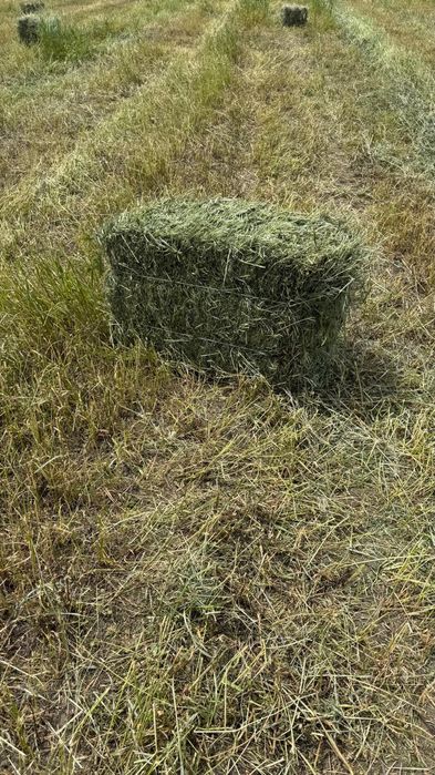 бірінші Кос жаңышқа