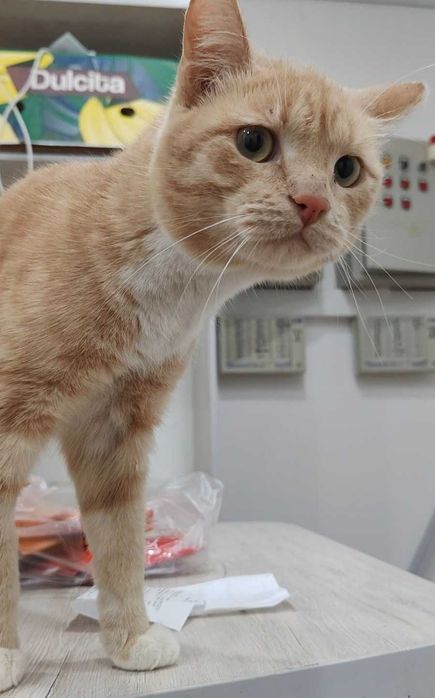 Персиковый котик ищет дом