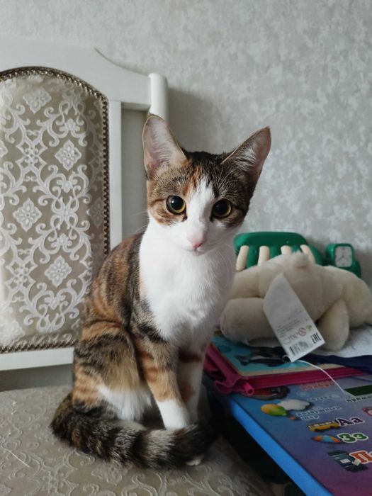 Отдам котенка в добрые руки