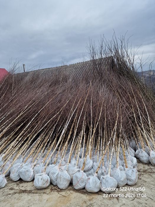 Copaci ornamentali 3-5m,livrare gratuita