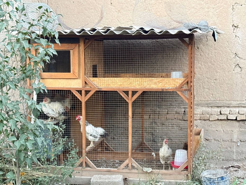 Qafas tovuq kaptar quyonga