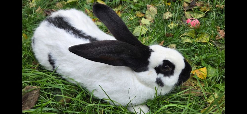 Iepuri femele fluture german si grefier