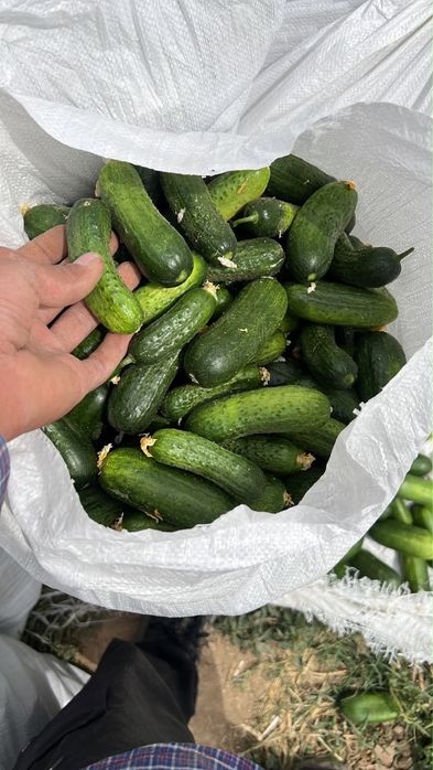 Огурцы майда свежий