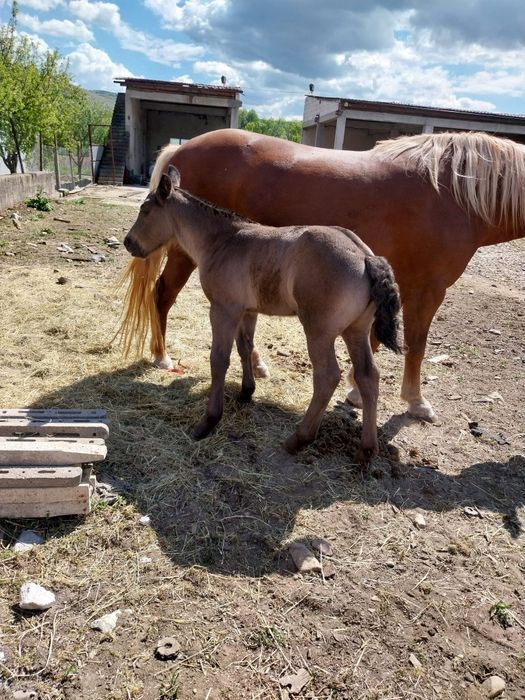 De vânzare iapă de 7 ani cu mânză de 2luniă